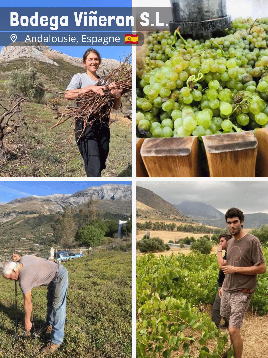 Bodega Vineron S.L.